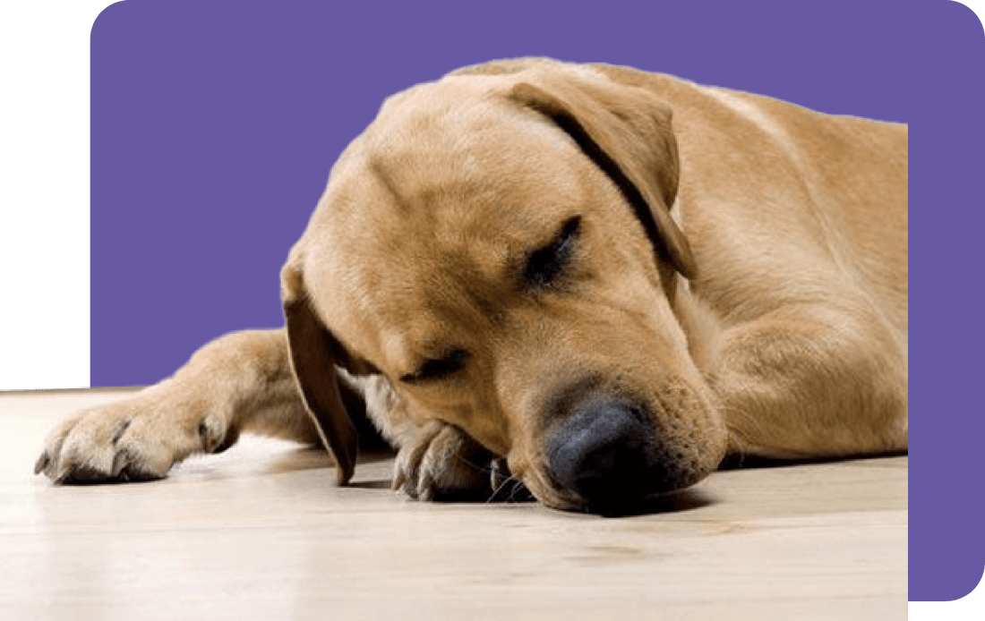 Arthrose beim Hund – Symptome und Ursachen