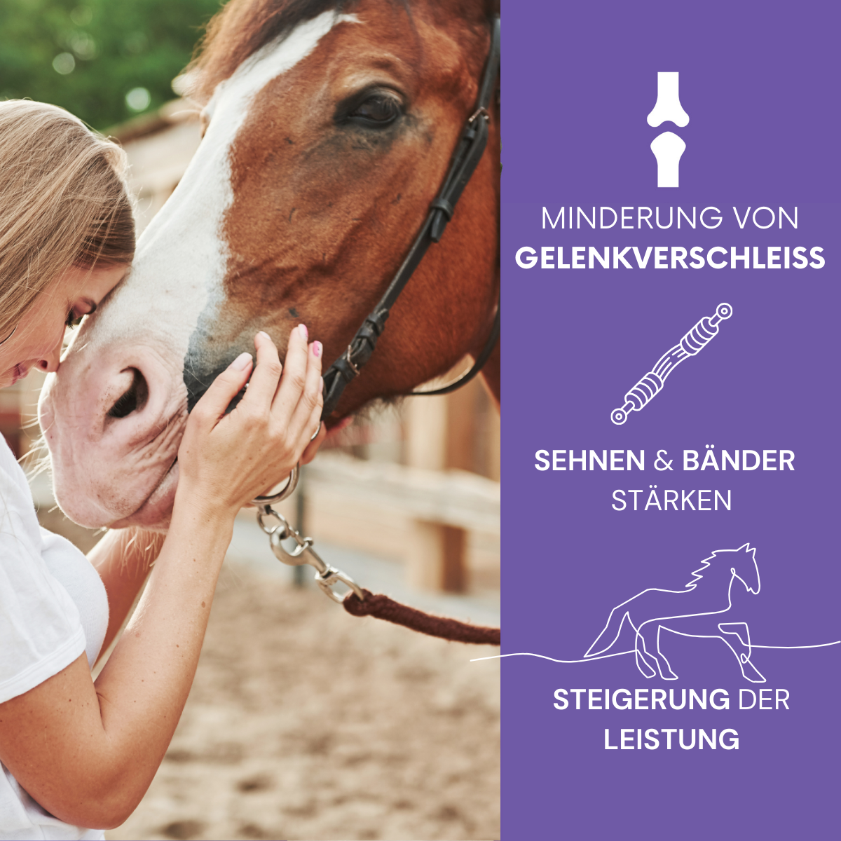 TanzTatze Aktivkollagen HORSE -  Gelenkpulver zum Knorpelaufbau für Pferde